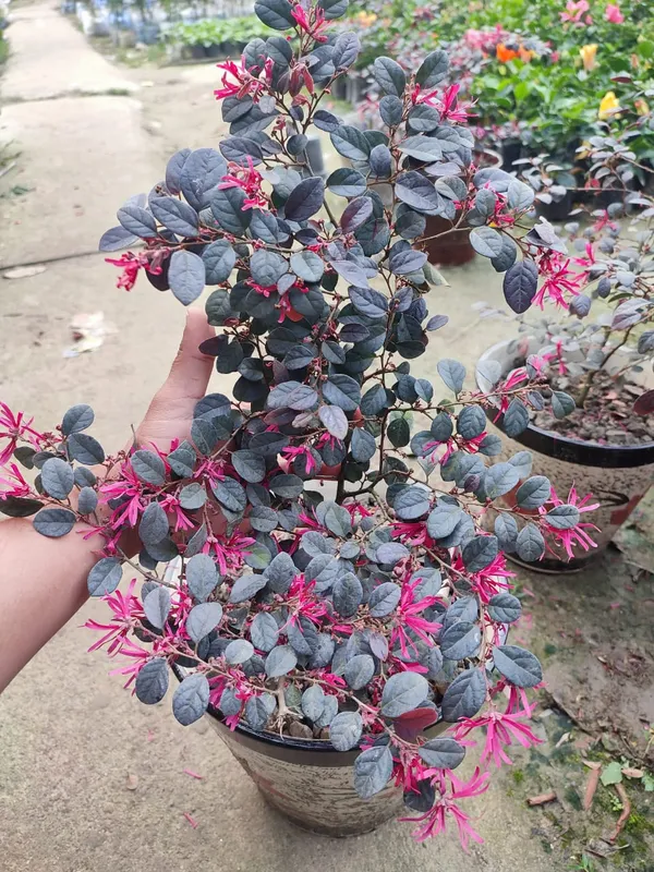 Chainise_Firingi_Live_Plant