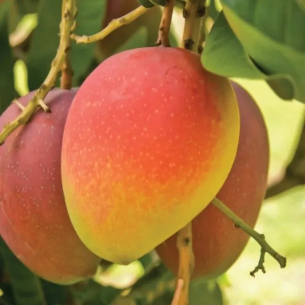 Bari_4_Mango_Plant_|_Grafted_and_Hybrid_Plants