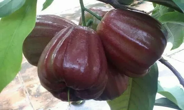Dalhari_water_Apple_|_Grafted_and_Hybrid_Plants