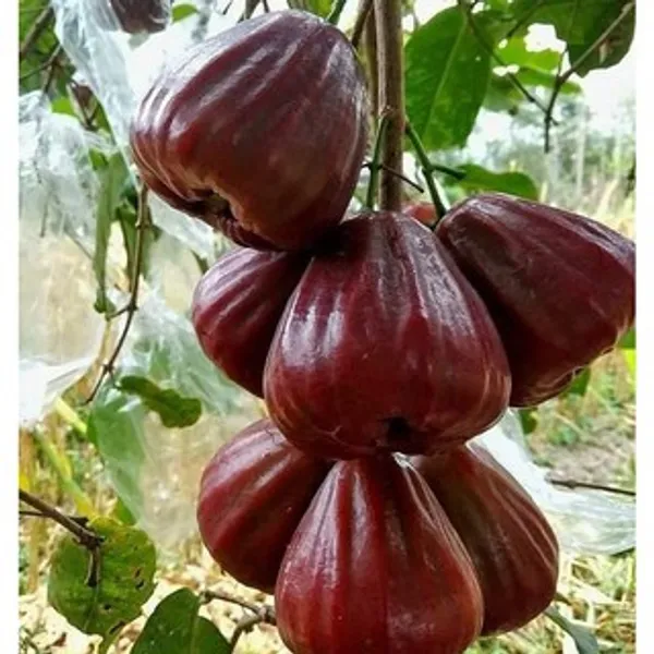 Dalhari_water_Apple_|_Grafted_and_Hybrid_Plants
