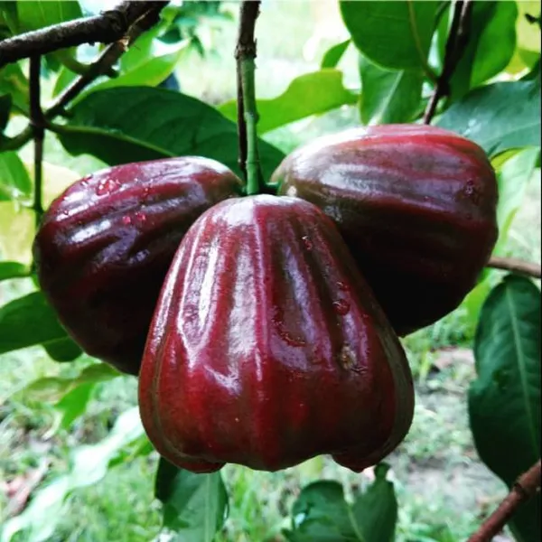 Dalhari_water_Apple_|_Grafted_and_Hybrid_Plants
