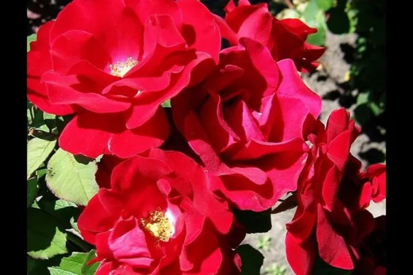 Champlain_Rose