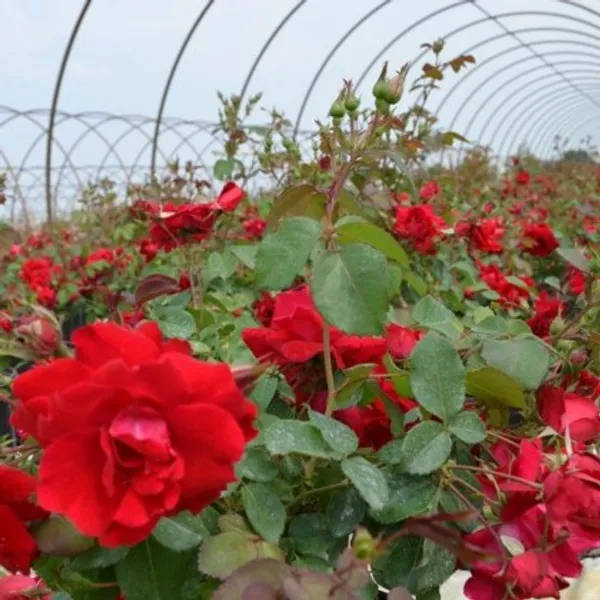 Champlain_Rose