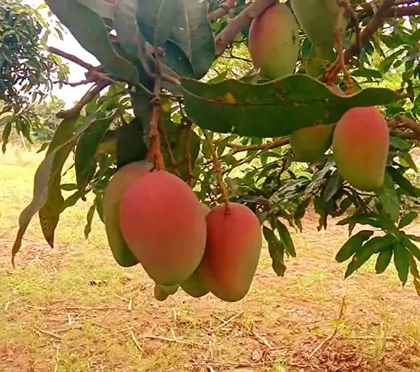 Pusa_Surya_Mango_|_Grafted_and_Hybrid_Plants