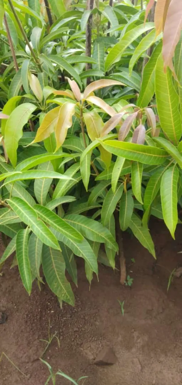 Pusa_Surya_Mango_|_Grafted_and_Hybrid_Plants
