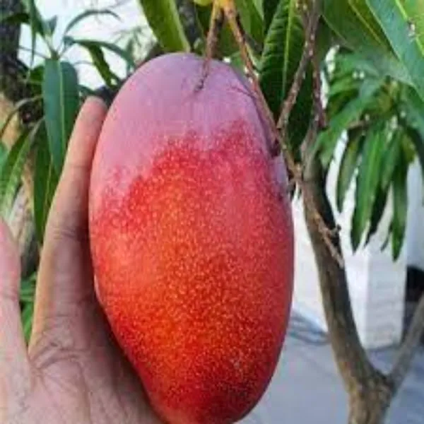 Pusa_Surya_Mango_|_Grafted_and_Hybrid_Plants