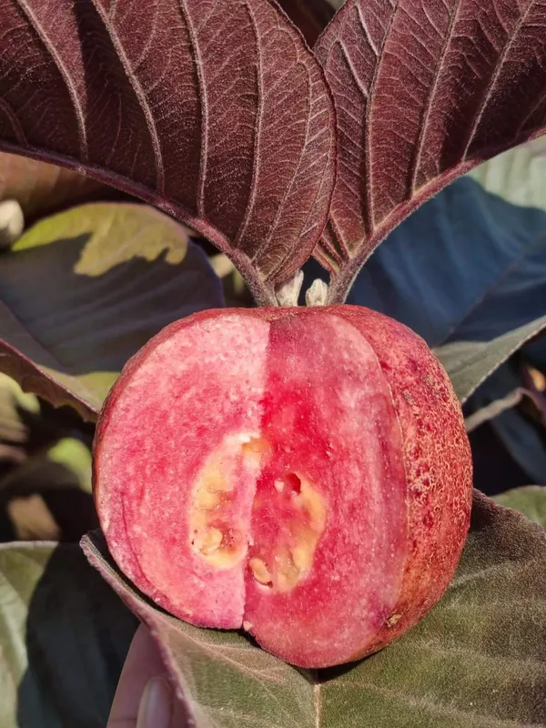 Out_Side_Red_Guava_|_Grafted_and_Hybrid_Plants