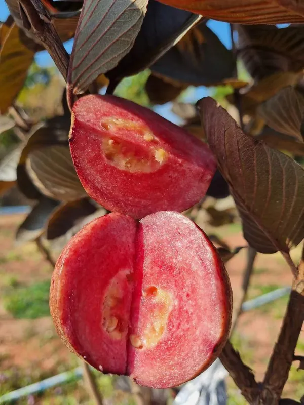Out_Side_Red_Guava_|_Grafted_and_Hybrid_Plants