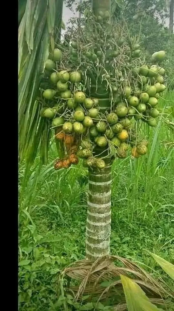 Dwarf_Betel_Nut_plant_|_Grafted_and_Hybrid_Plants