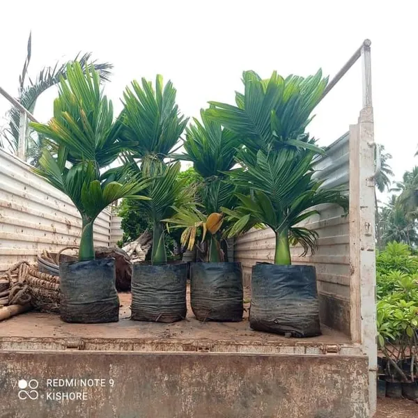 Dwarf_Betel_Nut_plant_|_Grafted_and_Hybrid_Plants