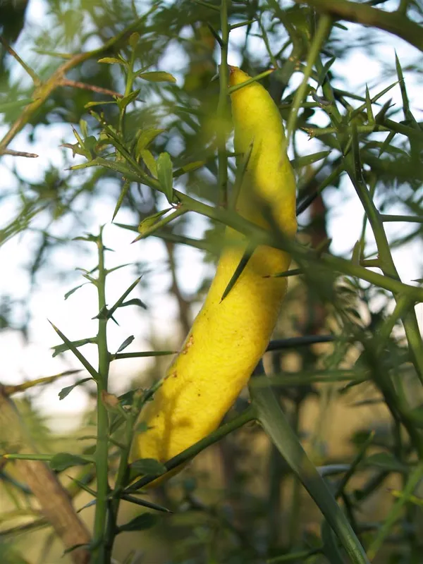 Finger_Lemon_Yellow_|_Grafted_and_Hybrid_Plants