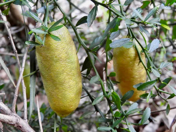 Finger_Lemon_Yellow_|_Grafted_and_Hybrid_Plants