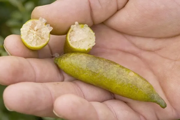 Finger_Lemon_Yellow_|_Grafted_and_Hybrid_Plants