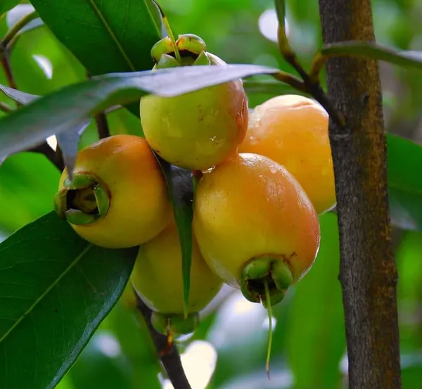 Golap_Jamun_Plant_|_Grafted_and_Hybrid_Plants