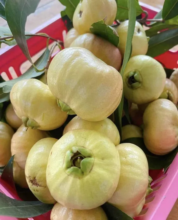 Golap_Jamun_Plant_|_Grafted_and_Hybrid_Plants