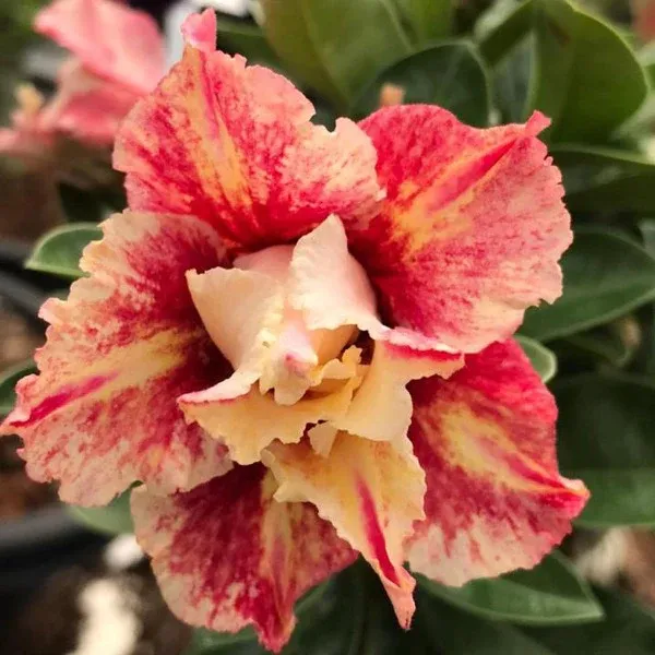 Divine_Cauldron_Adenium