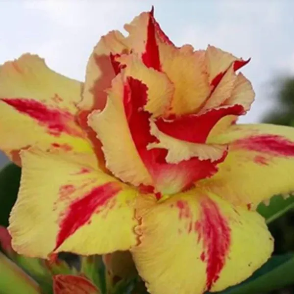 Divine_Cauldron_Adenium