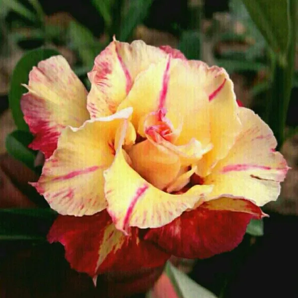 Divine_Cauldron_Adenium