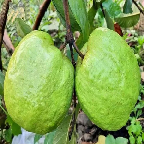 Thai_5_Guava_Plant_|_Grafted_and_Hybrid_Plants