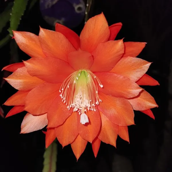 Bramha_kamal_Orange