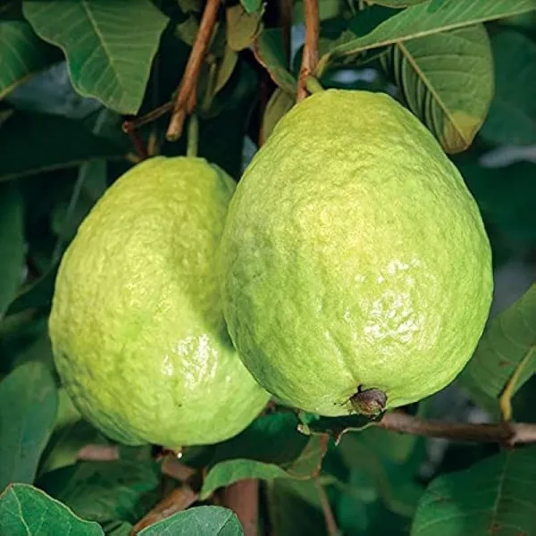 Lucknow_49_Guava_|_Grafted_and_Hybrid_Plants
