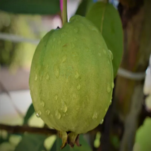 Lucknow_49_Guava_|_Grafted_and_Hybrid_Plants