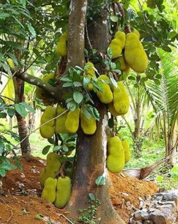 Gumless_Jackfruit_Plant_|_Grafted_and_Hybrid_Plants