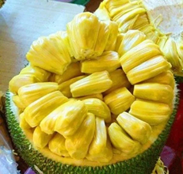 Gumless_Jackfruit_Plant_|_Grafted_and_Hybrid_Plants
