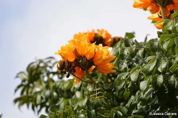 African_Tulip_Grafted