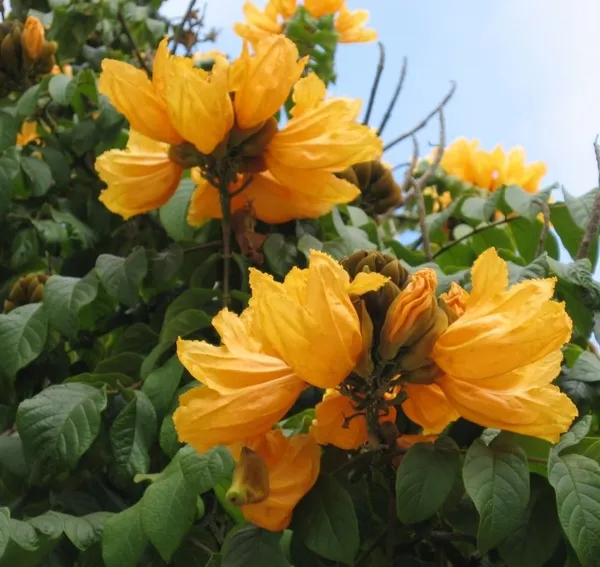 African_Tulip_Grafted