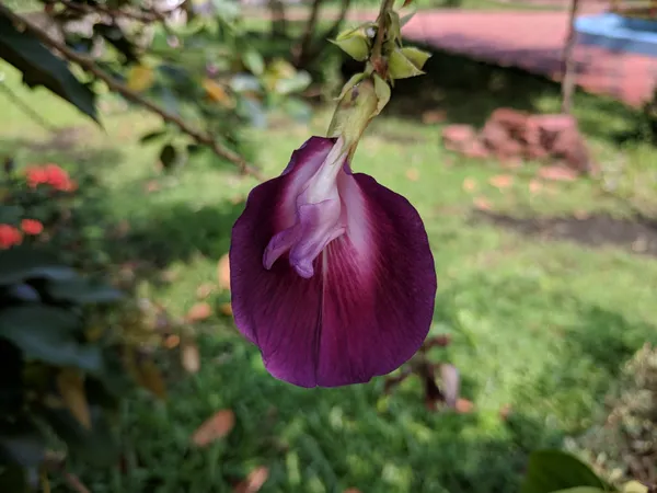 Butterfly_Pea_Tree_(Aprajita_Purple)