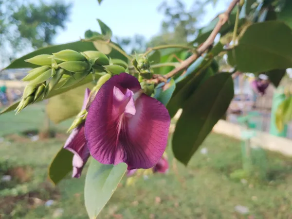 Butterfly_Pea_Tree_(Aprajita_Purple)