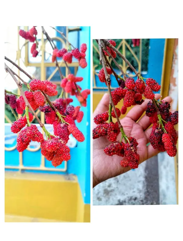 Kanva_2_Mulberry_|_Grafted_and_Hybrid_Plants