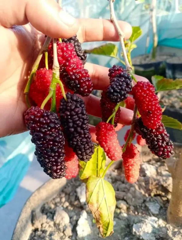 Kanva_2_Mulberry_|_Grafted_and_Hybrid_Plants