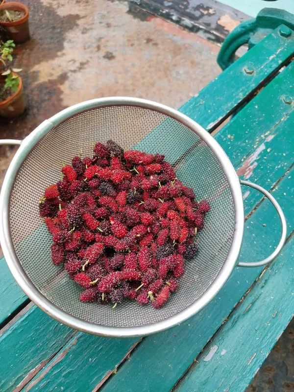 Kanva_2_Mulberry_|_Grafted_and_Hybrid_Plants