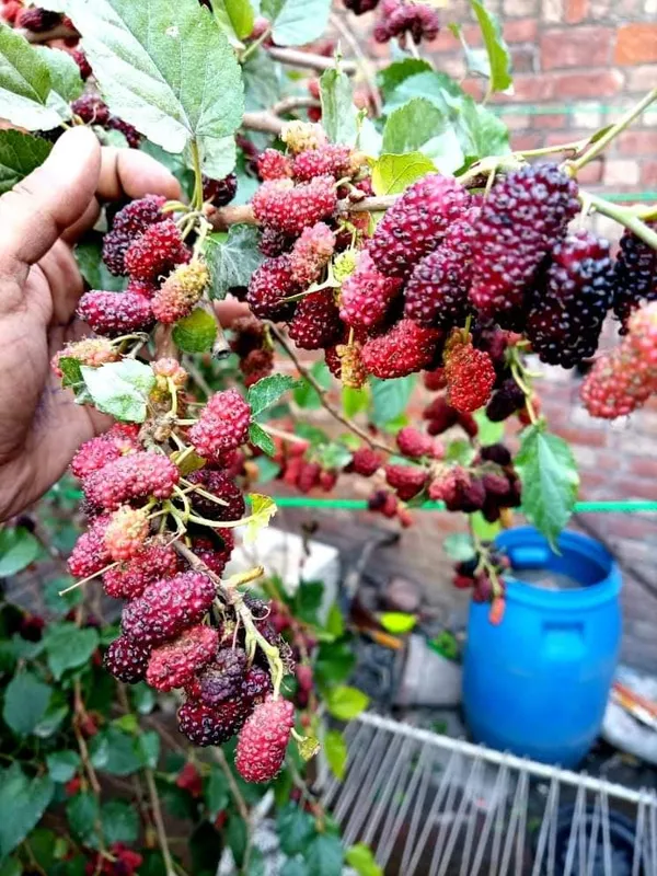 Kanva_2_Mulberry_|_Grafted_and_Hybrid_Plants