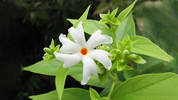 Parijat_All_time_Flower