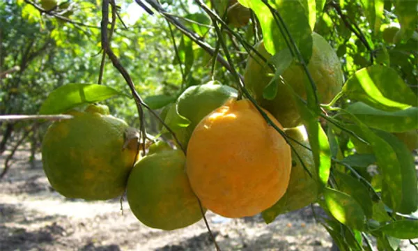 Nagpur_Mandarin