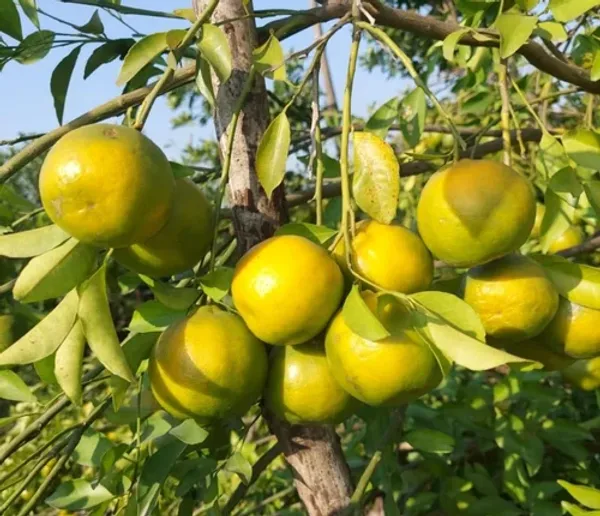 Nagpur_Mandarin
