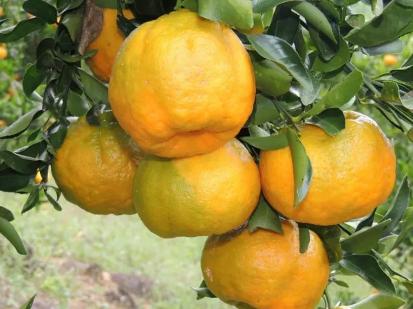 Nagpur_Mandarin