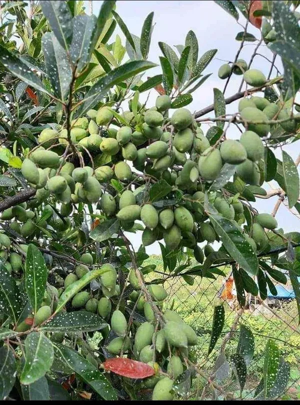 Sweet_Olive_Plant_|_Grafted_and_Hybrid_Plants