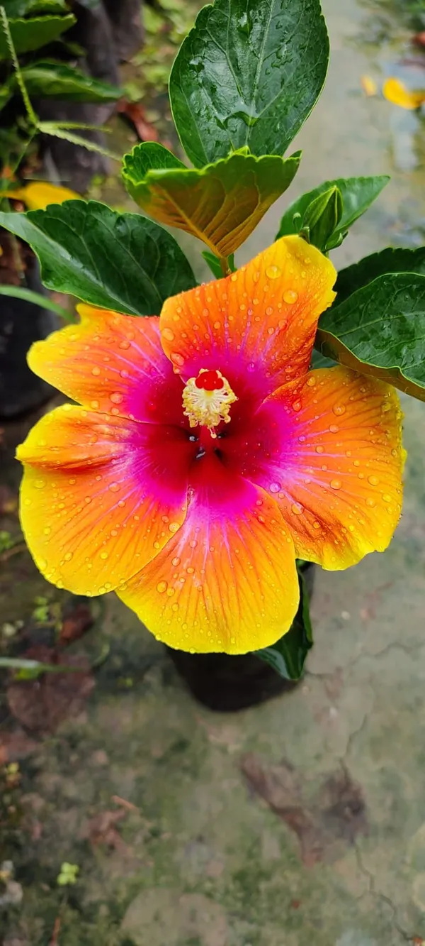 Sugar_Tip_Hibiscus