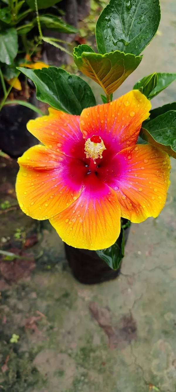 Sugar_Tip_Hibiscus