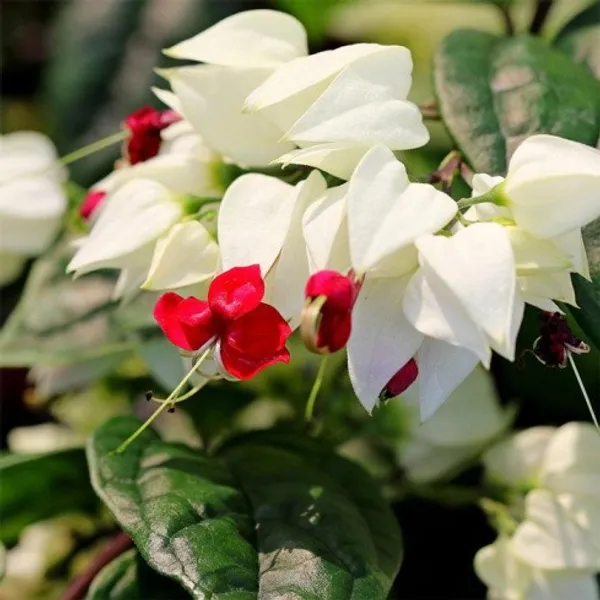 White_bleeding_Heart
