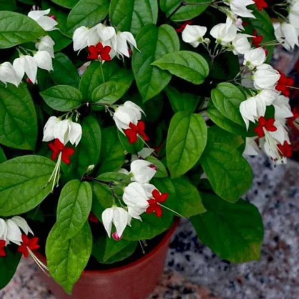 White_bleeding_Heart