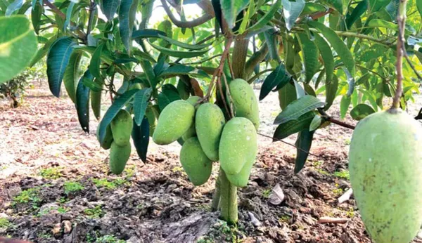 Katimon_Mango_Plant_|_Grafted_and_Hybrid_Plants