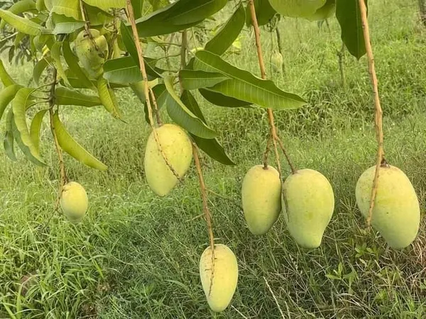 Katimon_Mango_Plant_|_Grafted_and_Hybrid_Plants
