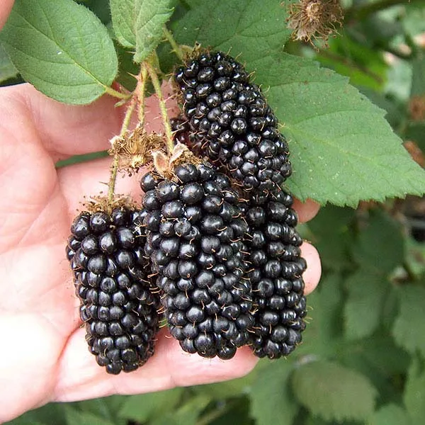 Blackberry_Creeper_Plant_|_Grafted_and_Hybrid_Plants