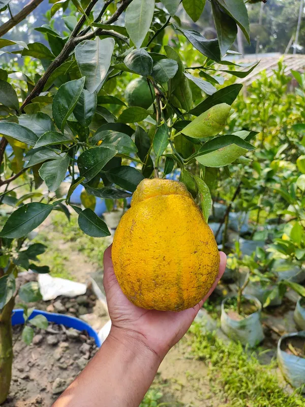 Dekopon_Orange_Plant_|_Grafted_and_Hybrid_Plants