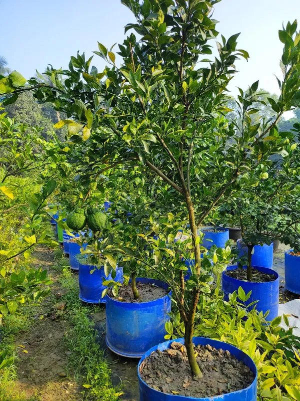 Dekopon_Orange_Plant_|_Grafted_and_Hybrid_Plants